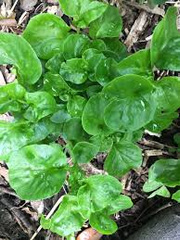 Brazilian Spinach (Sissoo / Samba Lettuce) – 4 Organic 4–5" Edible Cuttings | Alternanthera sissoo