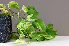 Pothos Ivy Combo 6 Cuttings - 2 Marble Queen, 2 Brazil, 2 N’Joy - Fast-Growing Indoor Plants, Low Light, Air Purifying, Easy Care
