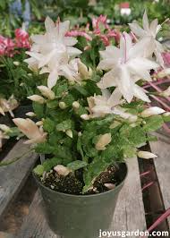 Christmas Cactus Cuttings - 5 Live 4-5" Cuttings, Schlumbergera, White Flowers