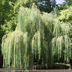 Weeping Willow Cutting - Salix babylonica - 14-24" Bare Root - Fast Growing Tree