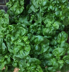 Brazilian Spinach 4 Organic Cuttings 4-5" Alternanthera sissoo Samba Lettuce Edible Perennial