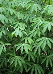 Manihot esculenta Cuttings - 7 Count - Sweet Cassava - Yuca Plant