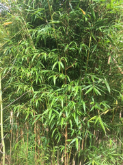 Thai Clumping Bamboo Cuttings, Bambusa dolichomerithalla 'Green Stripe', 12 Live Culms, USDA Zones 9-11, Privacy Screen