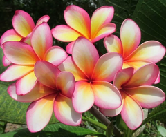 'Lei Rainbow' Plumeria Cuttings, 9-12 Inch Fresh Cuttings, Fragrant Tropical Plant, USDA Zones 10-12