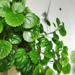 Plectranthus verticillatus Cuttings, 5 Stem Pieces, Swedish Ivy, Trailing Houseplant, USDA Zones 10-11