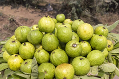 3 Guava Unrooted Cuttings 4-5" | Psidium Guajava | Tropical Fruit Tree, Guava Plant Propagation