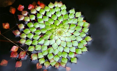 Water Mosaic Plant Cuttings (4) - Ludwigia sedioides - Floating Aquatic Plant