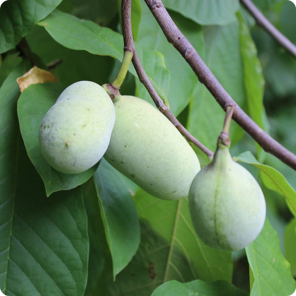 5 Paw Paw Tree Seeds - Asimina triloba | Indian Banana Fruit Tree | Cold-Hardy Native for Home Orchards & Wildlife