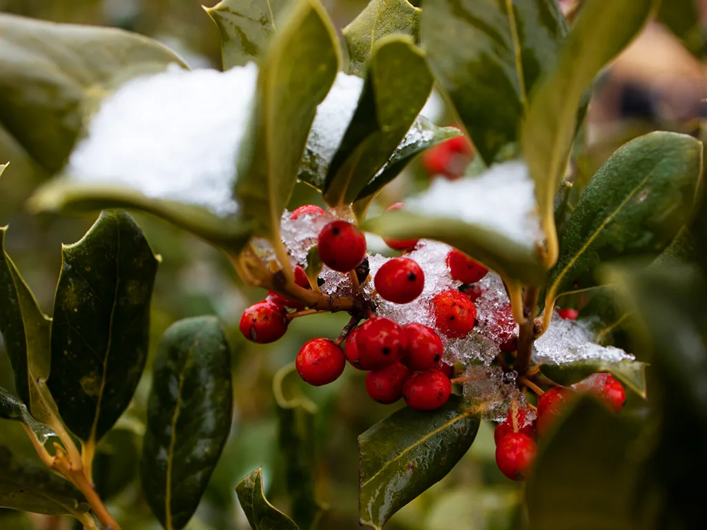 30 American Holly Bush Seeds (Ilex opaca), Hardy Shrub, Evergreen Tree, Perfect for Hedges, Privacy Screens, & Landscaping, Winter Interest