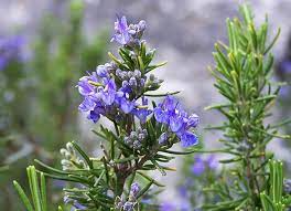 Rosemary Herb Cuttings, Rosmarinus officinalis, Cold Hardy to 0°F, Fragrant, Culinary Herb, USDA Zones 7-10