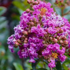 Dark Purple Crepe Myrtle Live Plants - 2 Rooted Bushes/Trees, 8" Flower Clusters, Fast Growing, Drought Tolerant, Zones 7-10, Bare Root