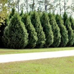 15 Leyland Cypress Tree Unrooted Cuttings 6-7" | Cupressus × leylandii, Privacy Hedge, Fast-Growing Evergreen