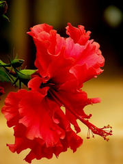 Red Chinese Rose (Hibiscus rosa-sinensis) - 5 Unrooted Cuttings