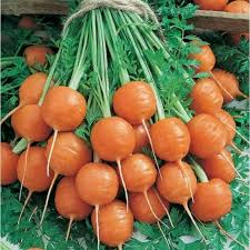 250 Parisian Carrot Seeds | Heirloom Non-GMO Round Carrots | Daucus carota | Compact Variety for Containers & Raised Beds