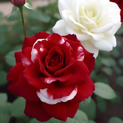 20 Red & White Rare Twin Rose Seeds - Unique Bicolor Blooms - Fragrant Perennial Flower - Easy to Grow - Heirloom Variety