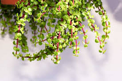 Portulacaria afra Cuttings, 15 Stem Pieces, Elephant Bush Succulent, Drought Tolerant, USDA Zones 9-11