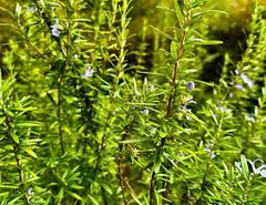 15 Organic Rosemary Herb Plant Cuttings, Rosmarinus Officinalis, Unrooted 10" Each, Fresh Culinary Herb for Propagation, Easy to Grow