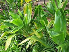 10 Hawaiian Green Ti Leaf Fresh Cuttings - 6" Starter Logs - Cordyline fruticosa, Tropical Plant, Ornamental, Easy to Grow, Exotic Plant