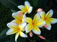 1 Yellow Plumeria Fresh Starter Cutting 10" Unrooted | Plumeria Rubra, Tropical Flowering Plant, Fragrant Yellow Flowers, Easy to Grow