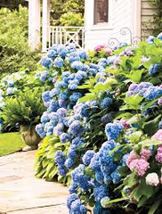5 Blue Hydrangea Bushes - Hydrangea macrophylla | Old-Fashioned Variety | Live Flowering Plants for Garden Borders & Cottage Landscapes