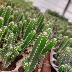 Fairytale Cactus Top Cutting - 9-12" Rooted Rare Cactus, Fast-Growing, Drought-Tolerant, Air-Purifying, Showy Blooms, Indoor/Outdoor Plant