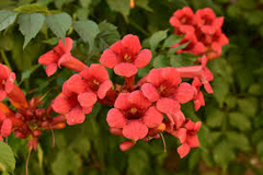 Red Trumpet Vine Cuttings, Campsis radicans, 12 Live Clippings, Perennial Vine, Hummingbird Plant, USDA Zones 4-9