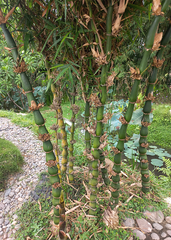 Bambusa ventricosa Cutting, Buddha Belly Bamboo, 1 Rooted Division, Clumping Bamboo, USDA Zones 9-11