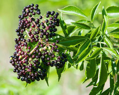 12 American Elderberry Cuttings – Sambucus canadensis Adams & York – Unrooted Live Shrubs for Wildlife Gardens, Hedges & Landscaping