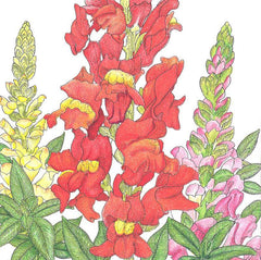 Snapdragon, Spurred (1/4 lb)