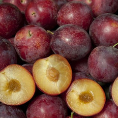 5 Sweet Pluerry Scion Cuttings – 3–5" Unrooted Grafting Wood – Rare Plum x Cherry Hybrid for Grafting Stone Fruit Trees