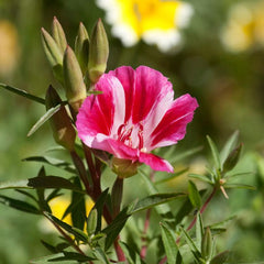Godetia, Semi-Tall Single Mix (1/4 lb)