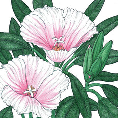 Godetia, Semi-Tall Single Mix (pack)