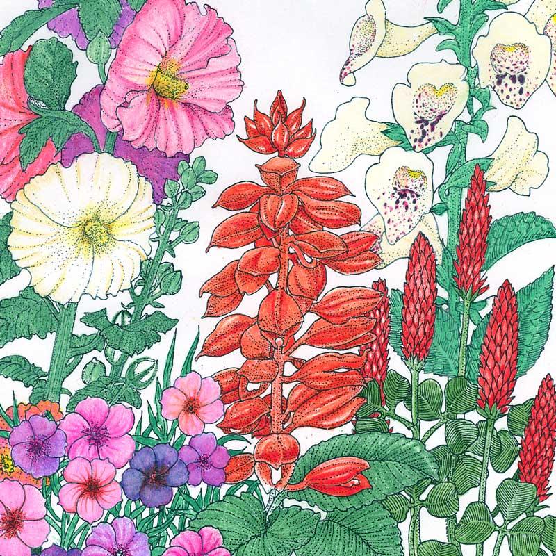 Hummingbird Garden Wildflower Mix (pack)