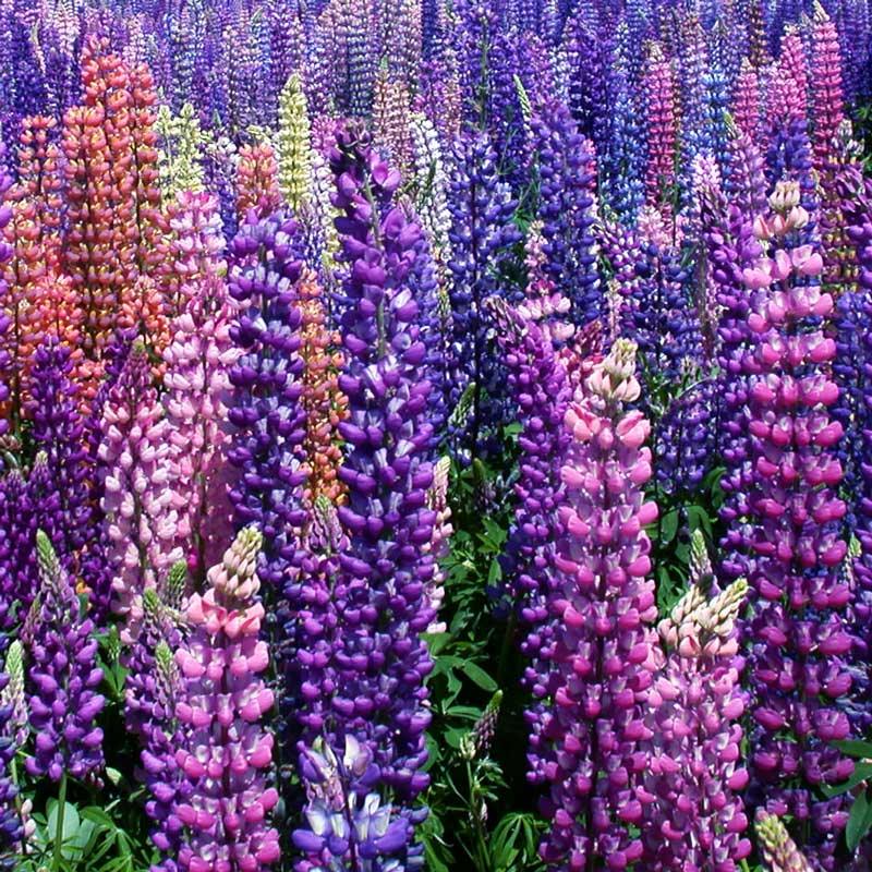 Lupine, Russell (1/4 lb)