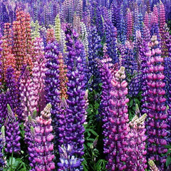 Lupine, Russell (1/4 lb)