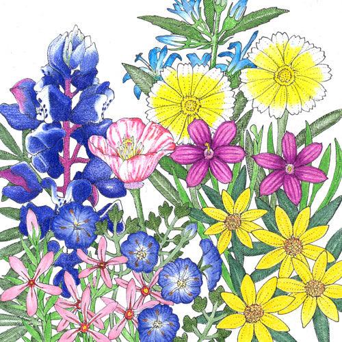 California Low-Growing Native Wildflower Mix (pack)