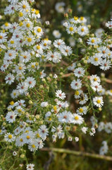 100 Symphyotrichum pilosus Seeds | Heath Aster | Frost Aster | Native Perennial Wildflower | Pollinator-Friendly Garden Plant
