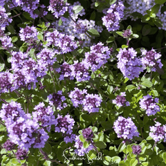 Lemon Thyme – 250 Seeds