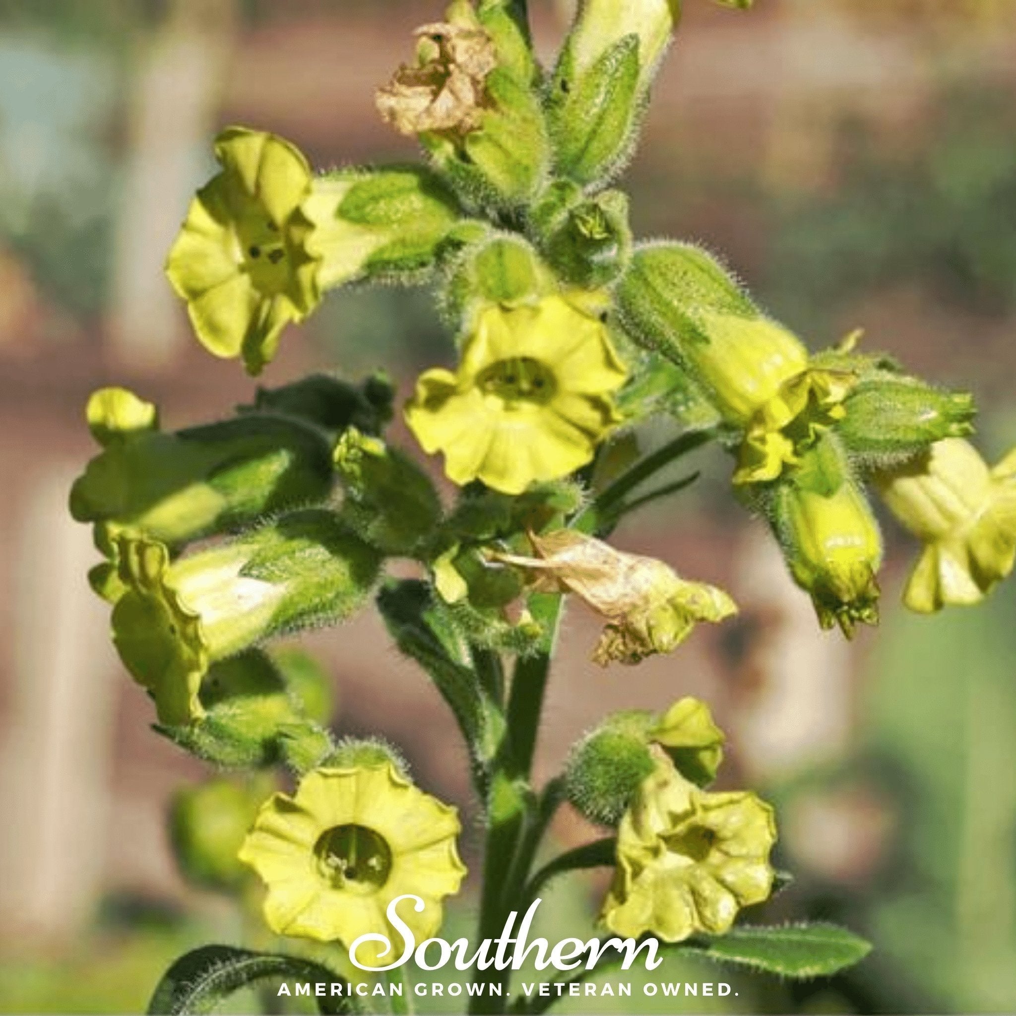 Hopi Tobacco – 100 Seeds