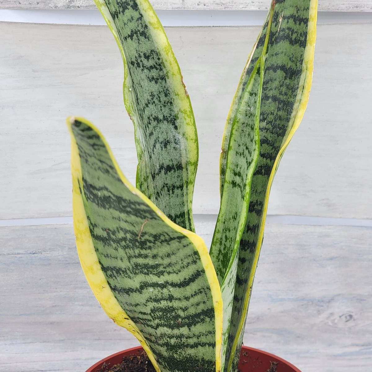Sansevieria Cuttings - 3 Live Leaf Cuttings, Snake Plant, Grown in Hawaii