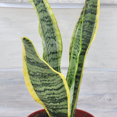 Sansevieria Cuttings - 3 Live Leaf Cuttings, Snake Plant, Grown in Hawaii