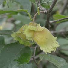 1 American Hazelnut Tree - Corylus americana | 12–24” Live Bare Root | Edible Nut Tree for Wildlife, Orchards & Landscapes