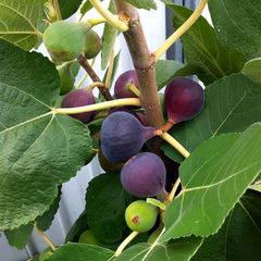 10 Chicago Hardy Fig Tree Scion Cuttings - Ficus carica Unrooted 10-12” for Rooting or Grafting - Cold-Hardy Fruit Variety