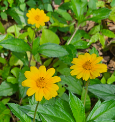 Wedelia Trilobata Cuttings, 12 Rooted Vine Starts, Yellow-Orange Flowers, Ground Cover Plant, USDA Zones 8-11