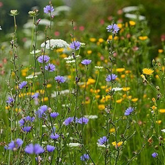 1,000 Chicory Wildflower Seeds | Cichorium intybus | Non-GMO Blue Flower Seeds for Pollinator Gardens & Meadows