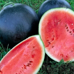 50 Black Diamond Watermelon Seeds | Classic Summer Fruit | Large Sweet Heirloom Variety | Grow Juicy Melons in Garden or Backyard