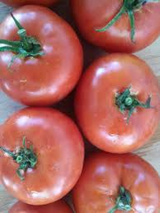 100 mg VR Moscow Tomato Seeds - Solanum lycopersicum | Heirloom Disease-Resistant Tomato for Planting, Gardening & Slicing