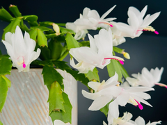 Christmas Cactus Cuttings - 5 Live 4-5" Cuttings, Schlumbergera, White Flowers