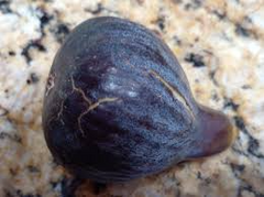 Black Madeira Fig Cuttings - 2 Live Cuttings, Ficus carica, Includes Willow Water