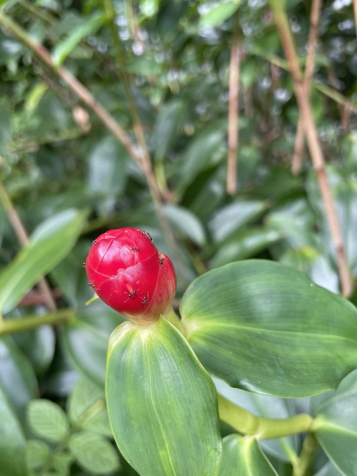 Costus Woodsonii Cuttings